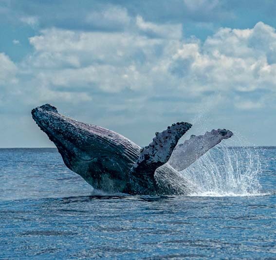 Baleines Samana
